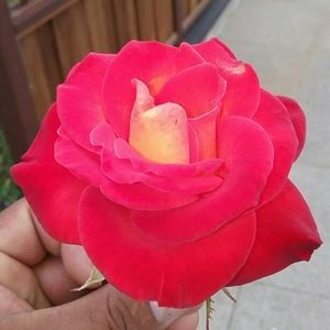 Meet your Posher, Yury